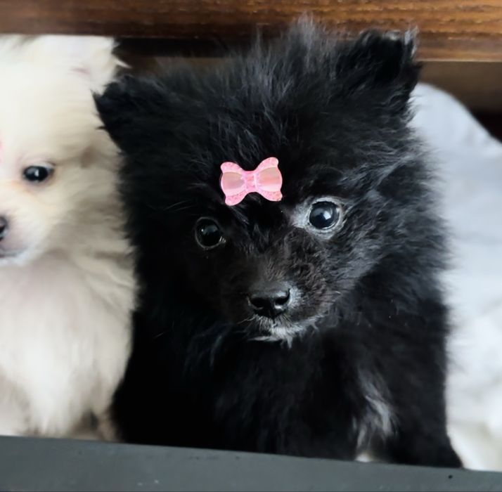 Menina  spitz vacinada e desparasitada