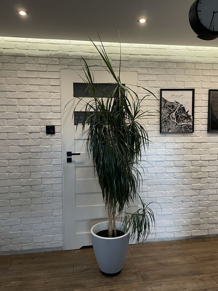Zadbana dracena 220cm
