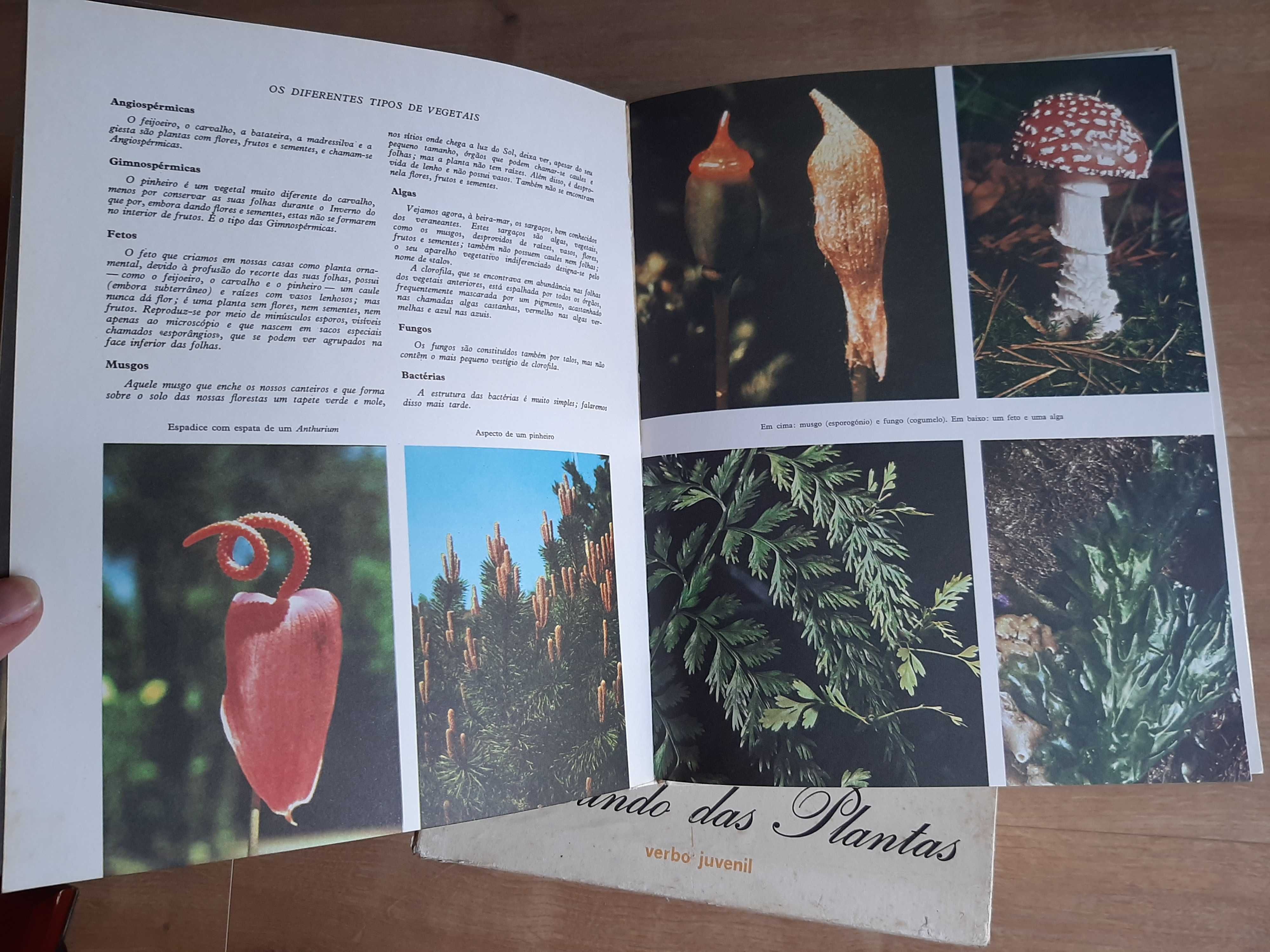 Enciclopédia  de 8 Volumes  "O mundo das plantas" da Verbo Juvenil