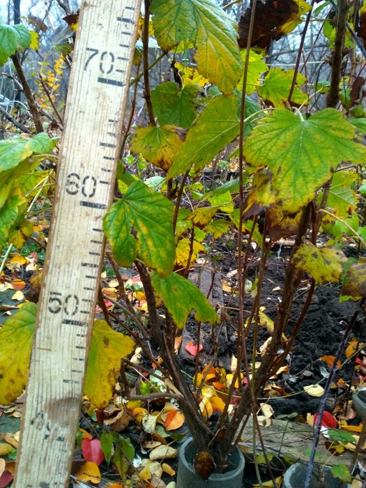 Саженцы черной смородины Тизель