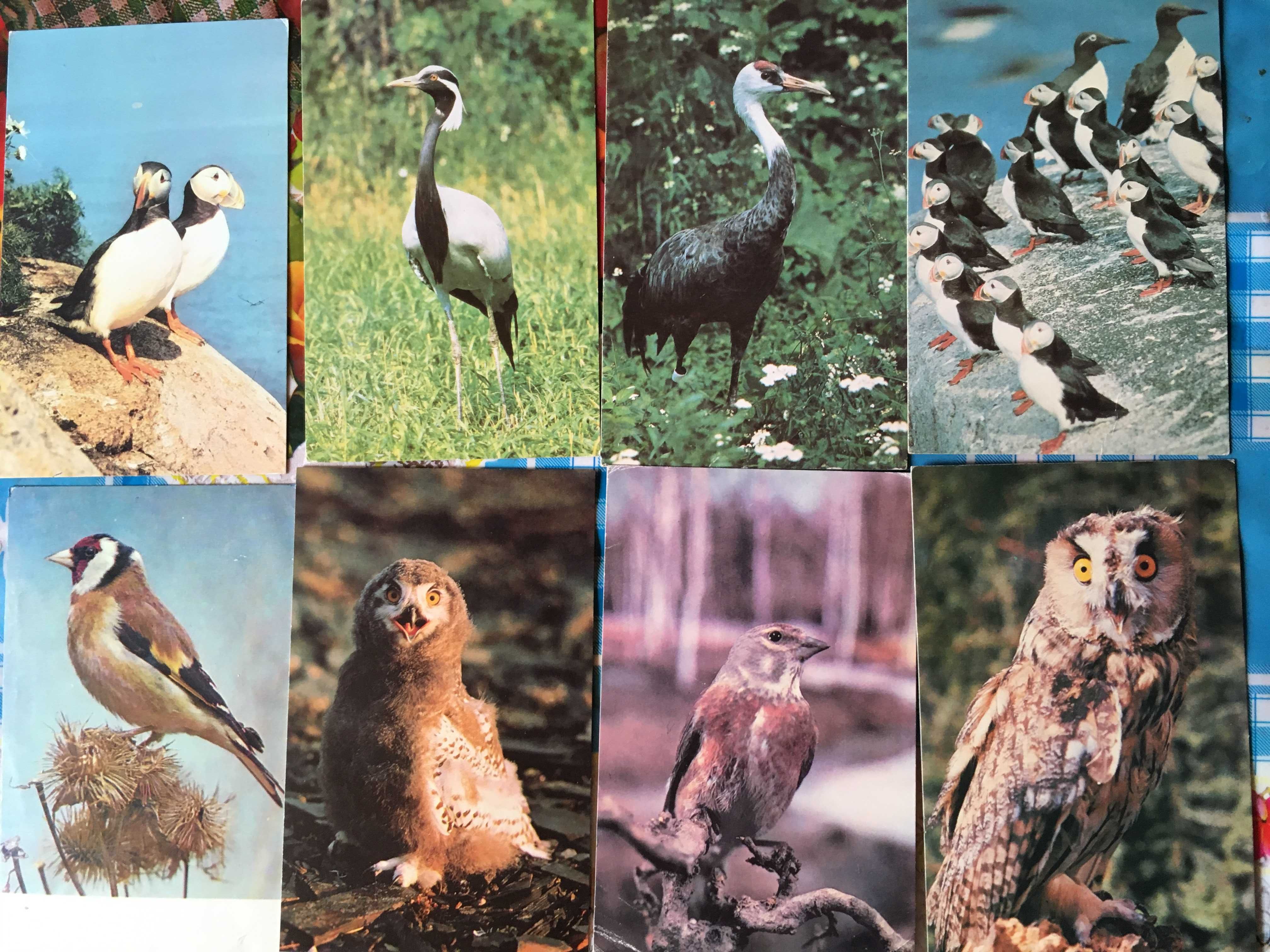 советские открытки редкие животные, птицы, рыбы