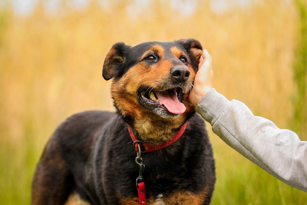 Nora , suczka w typie rottweilera do adopcji z fundacji