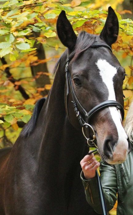 Do dzierżawy miły wałach koło Gdańska