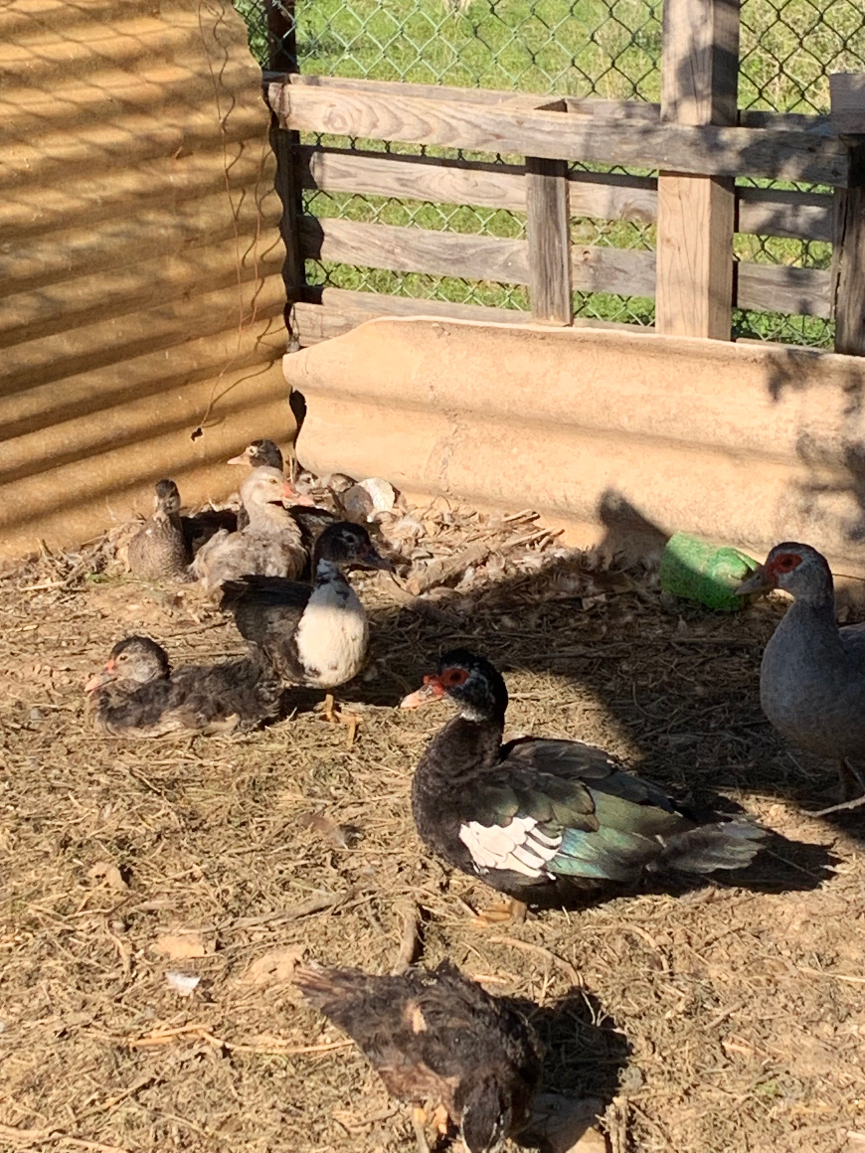 Patos mudos vários tamanhos