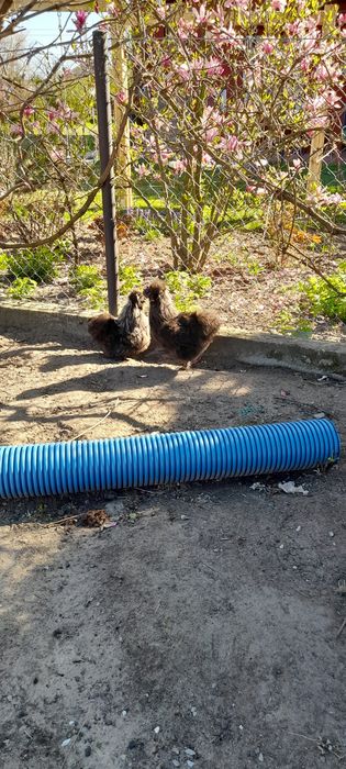 Kogutki silki bardzo ładne