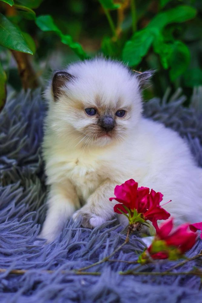 Ragdoll Ragdolle kocurek seal mitted