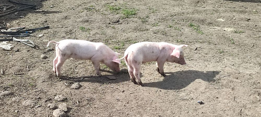 Продам маленьких поросят +підрощені