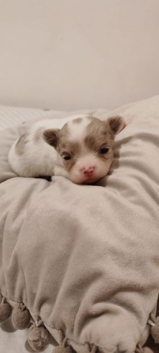 Chihuahua  pelo longo