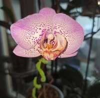 Орхидея Formation