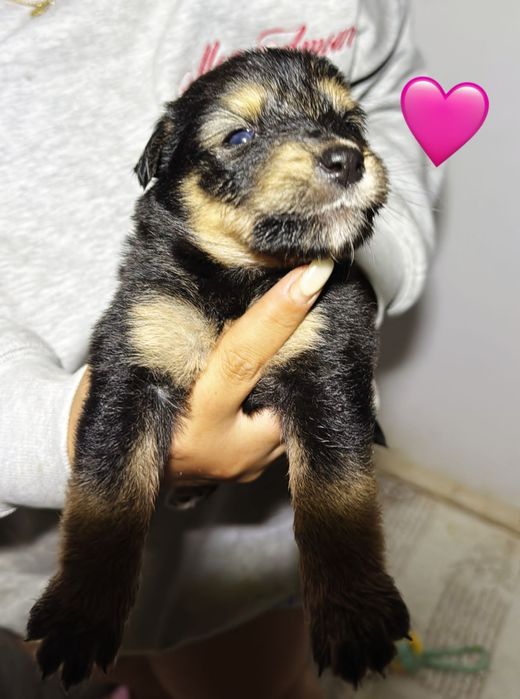 17 cães bebés para adoção responsável