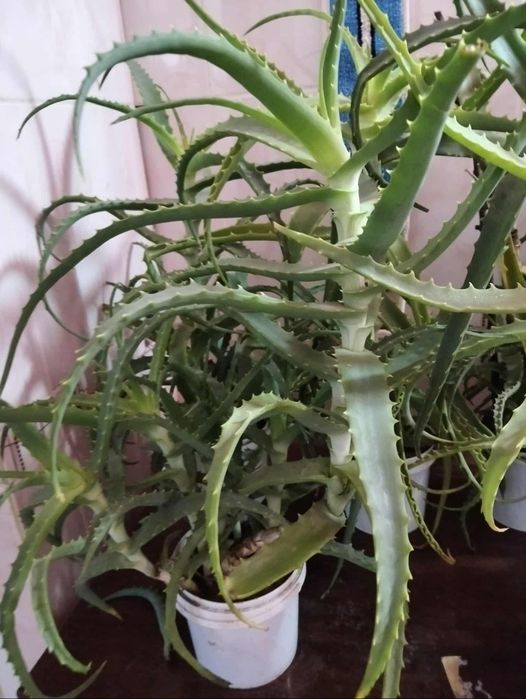 Алое лікувальний