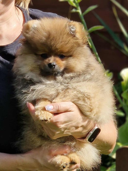 Szpic miniaturowy (Pomeranian)