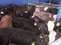 Jałówki  mleczne , Mięsne, MM,MS Hf,RW na krowę, transport, od 60kg