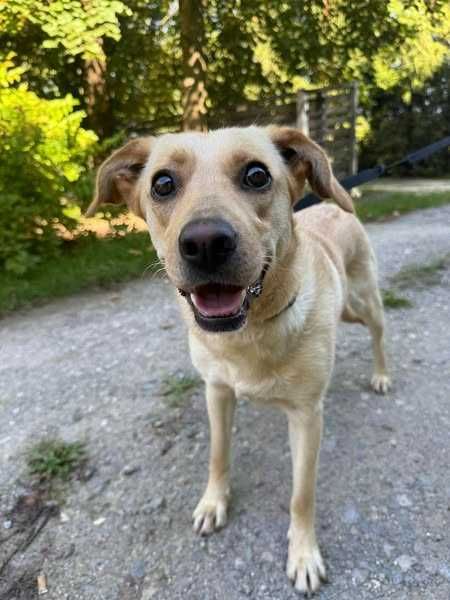 Hortensja- śliczna suczka jak mały labrador prosi o dom