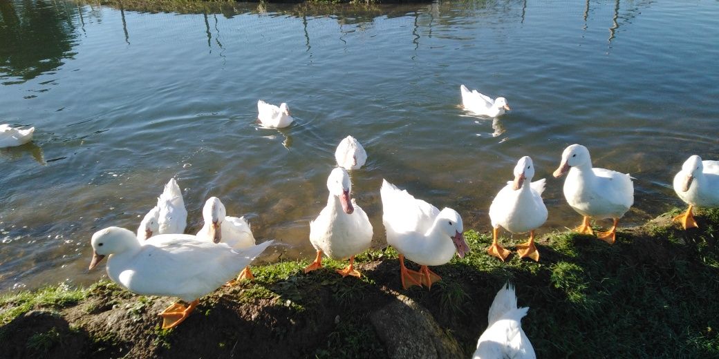 Patos brancos criados no campo