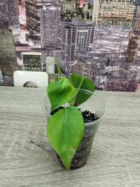 Черенок растения филодендрон