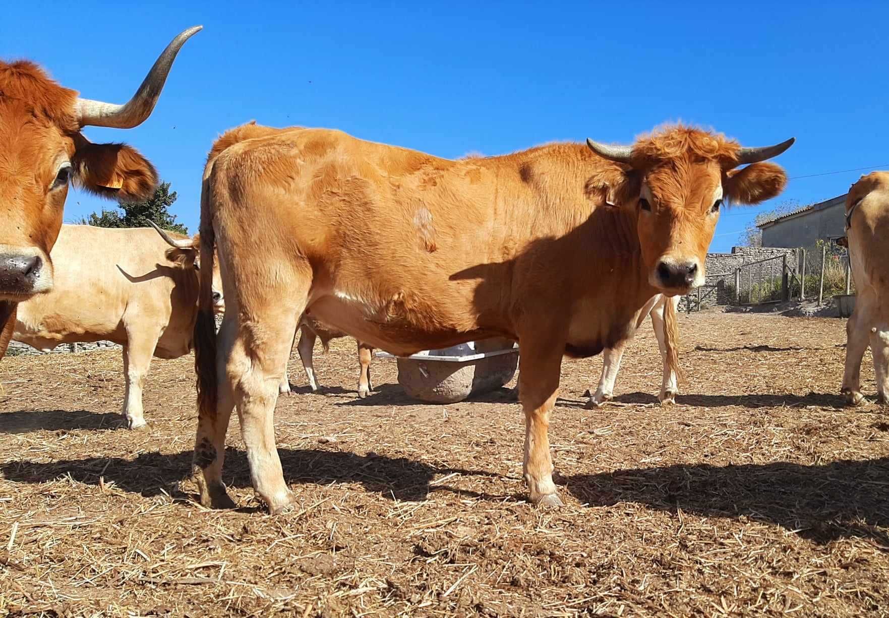 Novilhas Jarmelistas