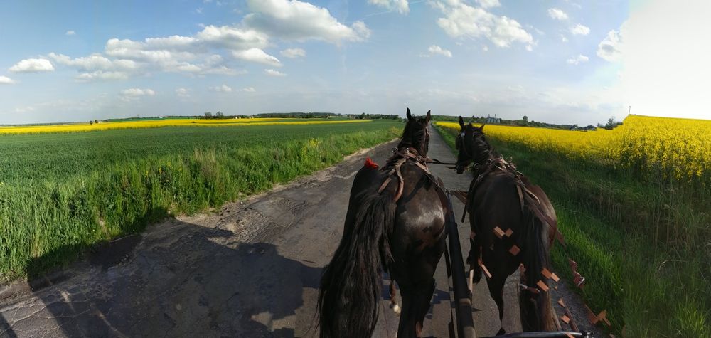 Klacz slaska ze zrebakiem