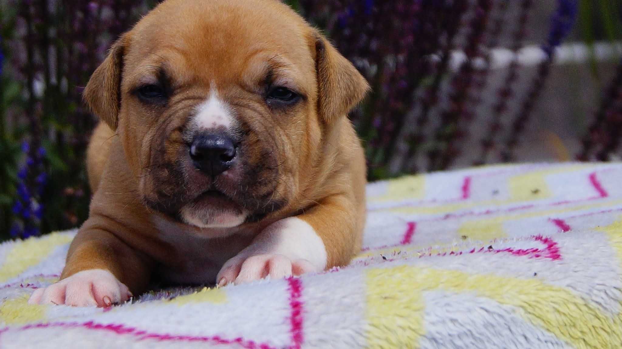 Echo,  płowy samiec American Staffordshire Terrier FCI, DO REZERWACJI