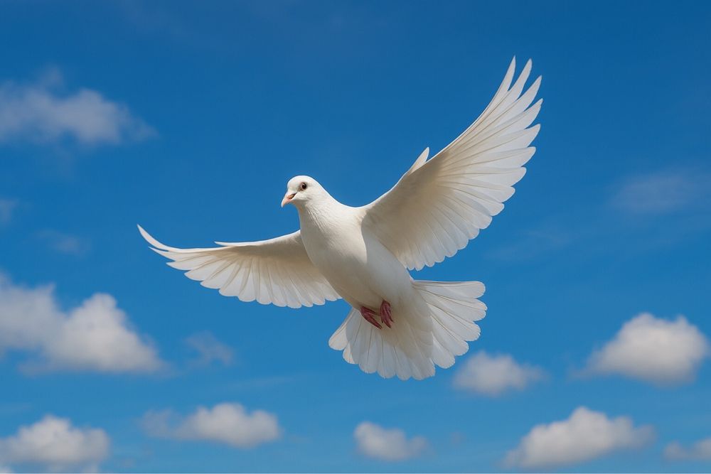 СЗЧ — це не вирок. Розшук ТЦК — це не проблема.