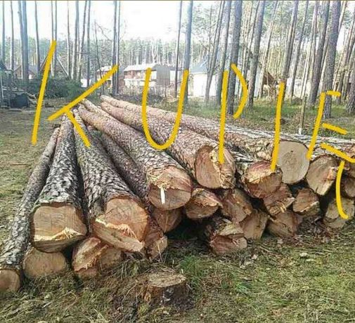Drewno, drzewo sosnowe tarcica kłoda dłużyca