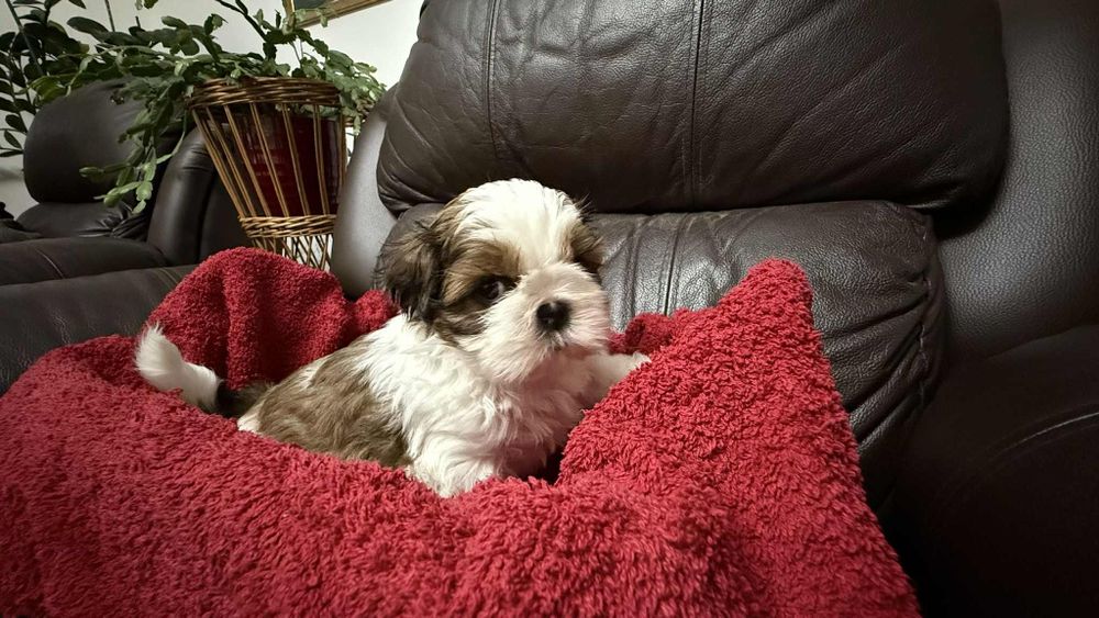 Piesek shih tzu z rodowodem