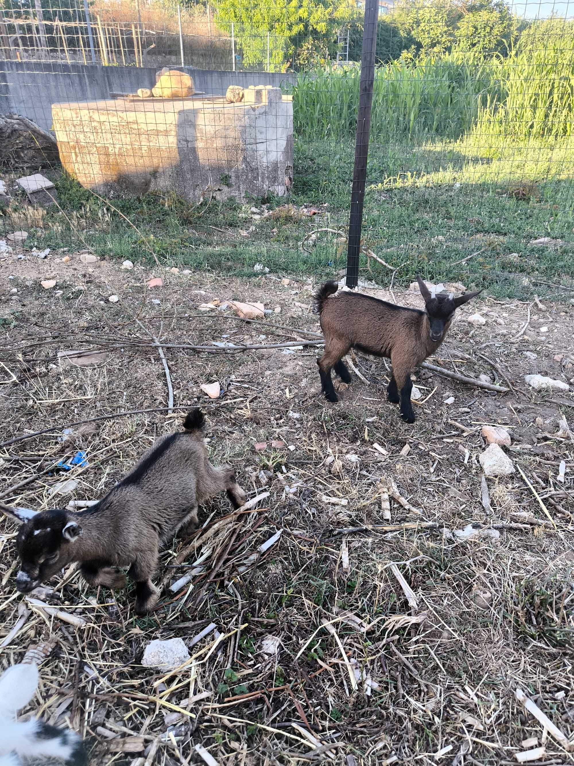 Venda de chivos, muito meigos