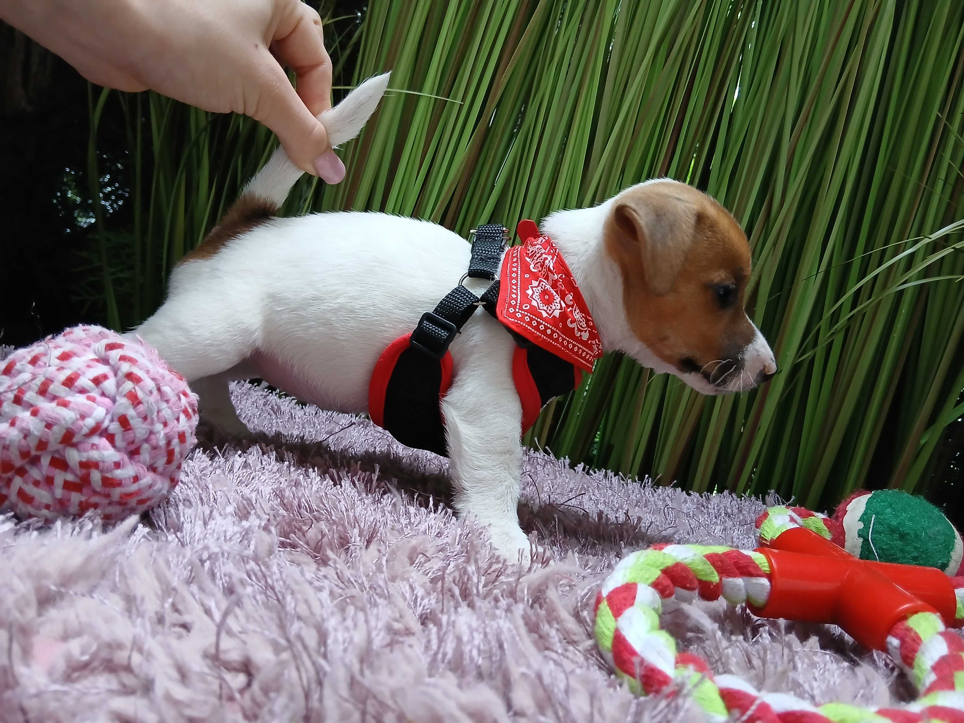 Jack Russell Terrier.  S-U-N-I-A