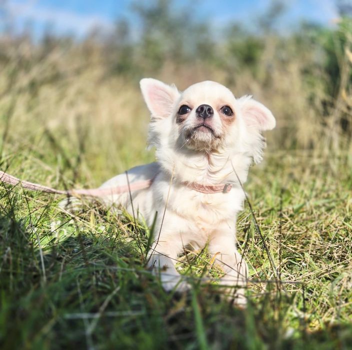 Śliczny samiec  chihuahua z rodowodem