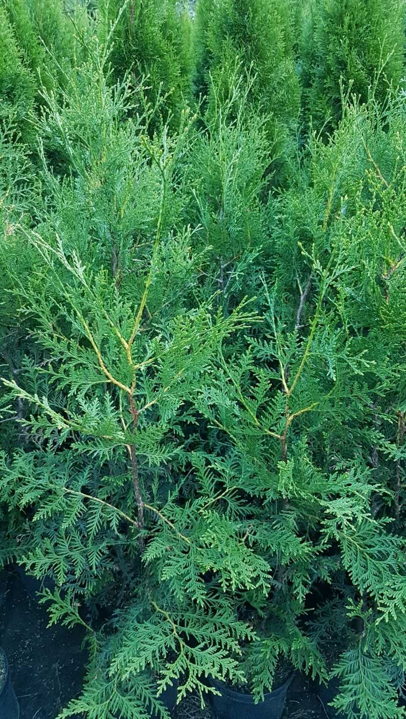 Tuja Brabant 80-90cm na Żywopłot Ukorzeniona Donica