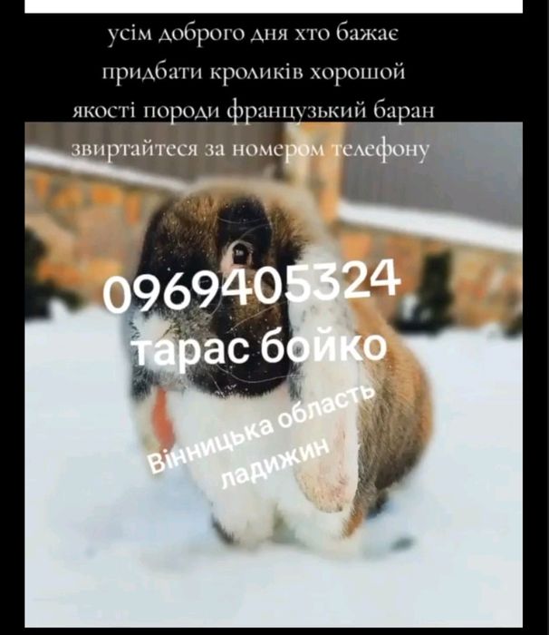 Кролики породи Французький баран