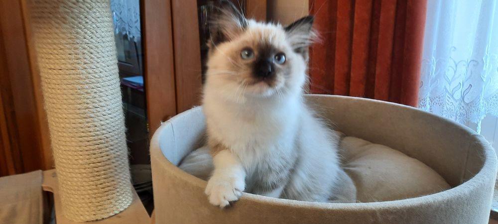 Ragdoll kocurek FPL po Championie