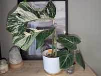 Zestaw : m.Variegata, f.Gloriosum