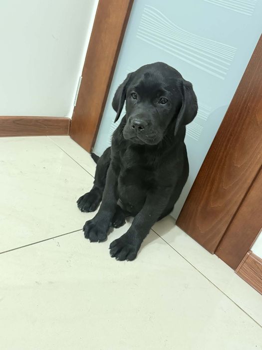 Szczeniak Labrador Retriever