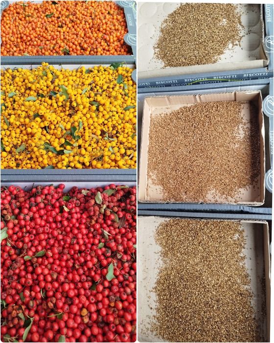 Насіння піраканти,барбарису,горобини,бірючинита інше