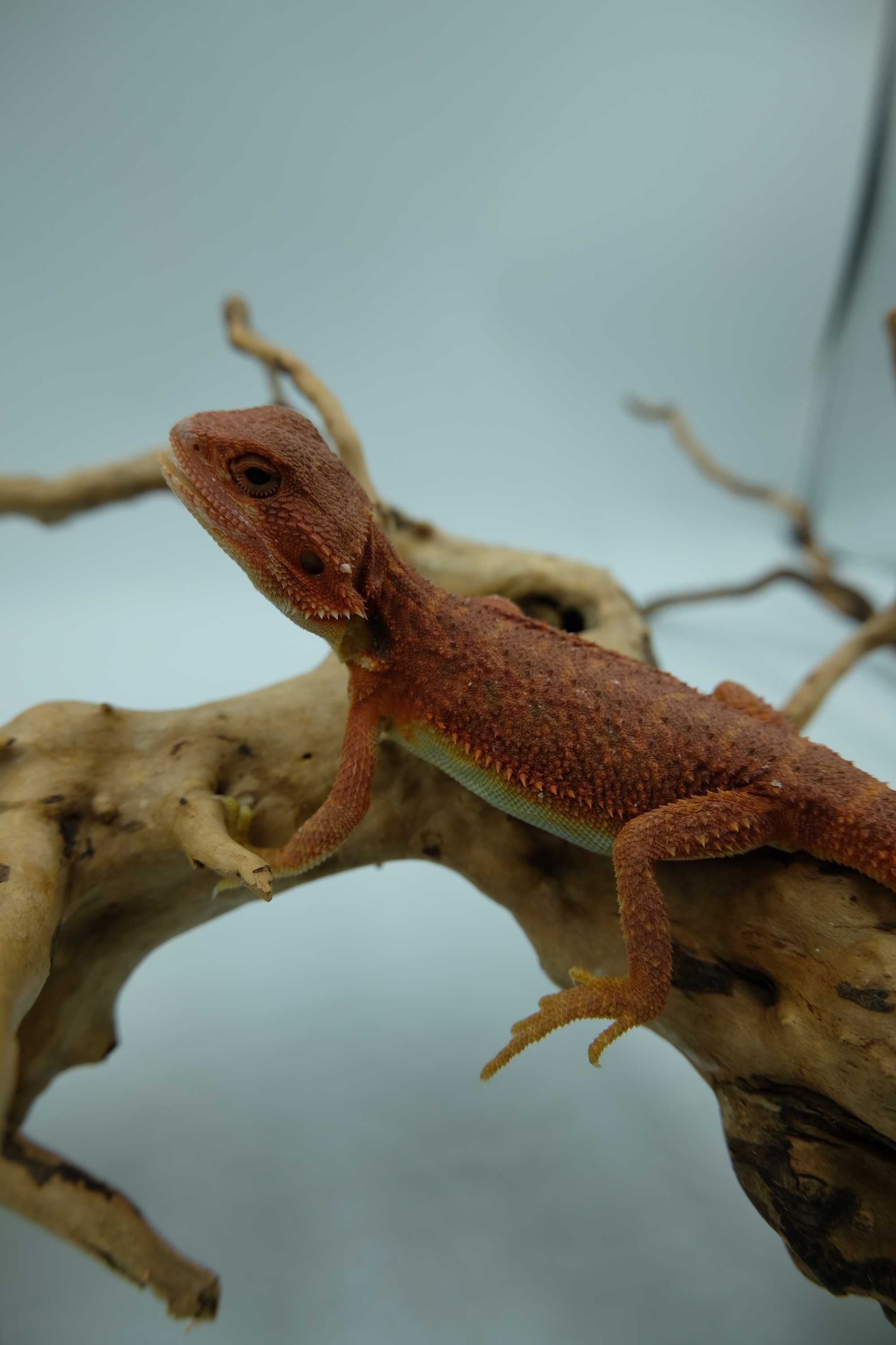 Agama brodata jaszczurka dla początkujących gekon