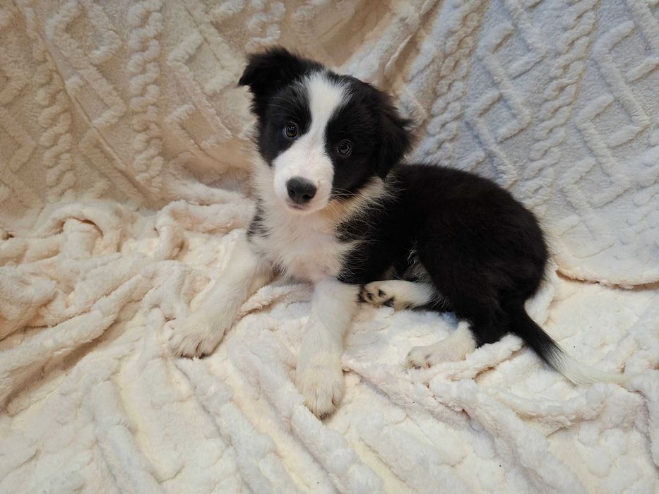 Border Collie  szczeniak suczka czarno-biała :-) piękna:-)