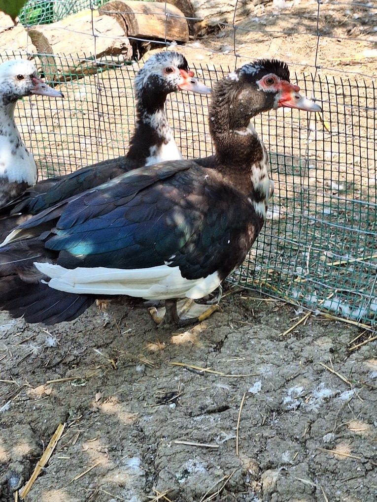 Jaja jajka kaczki pekin staropolska biegus dworka ruanska francusk kho