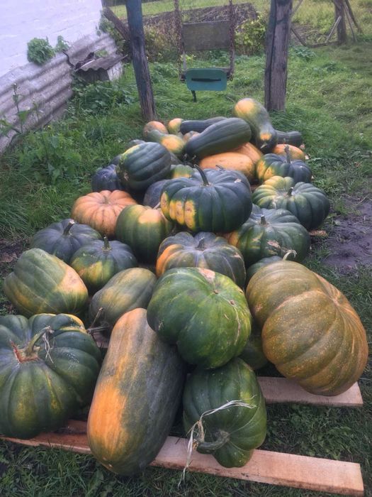 Продам гарбузи , Оптом