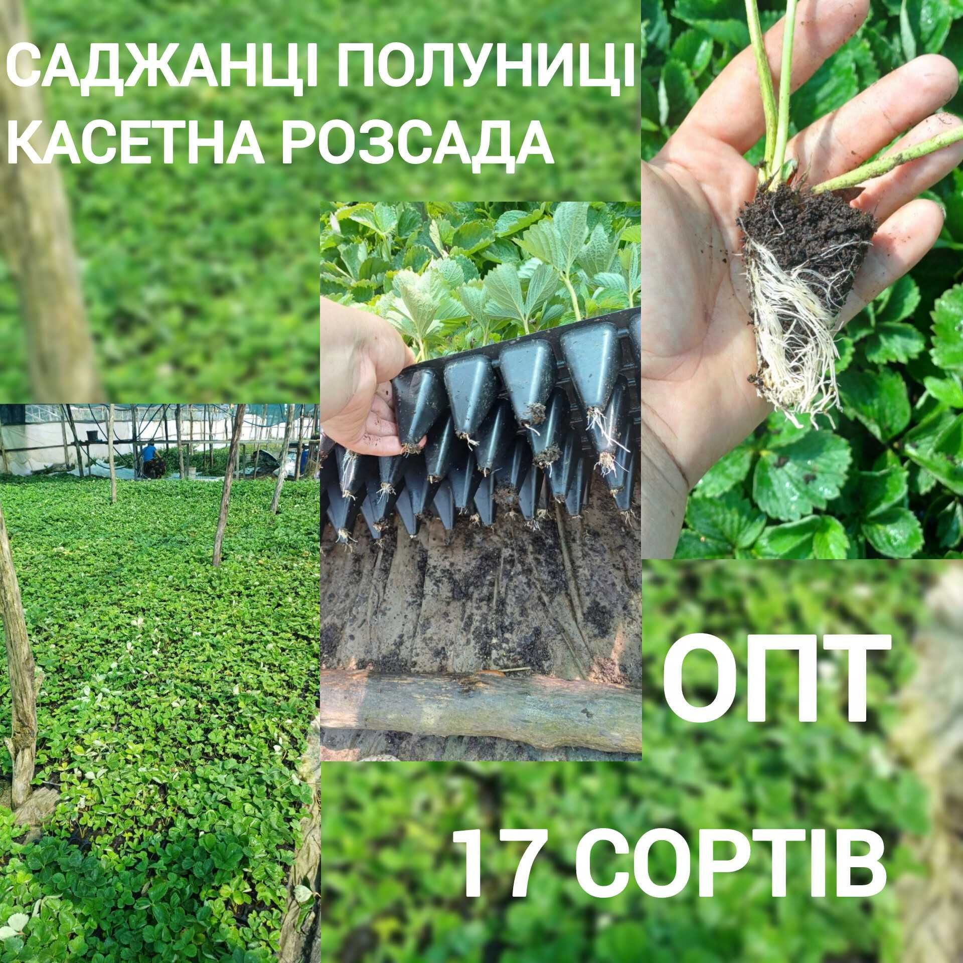 Касетна розсада полуниці Саджанці полуниці в касетах Саженцы клубники