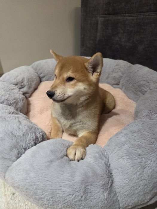 Shiba inu piesek szczeniak