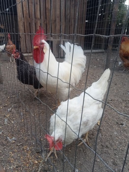 Galos e Galinhas Leghorn