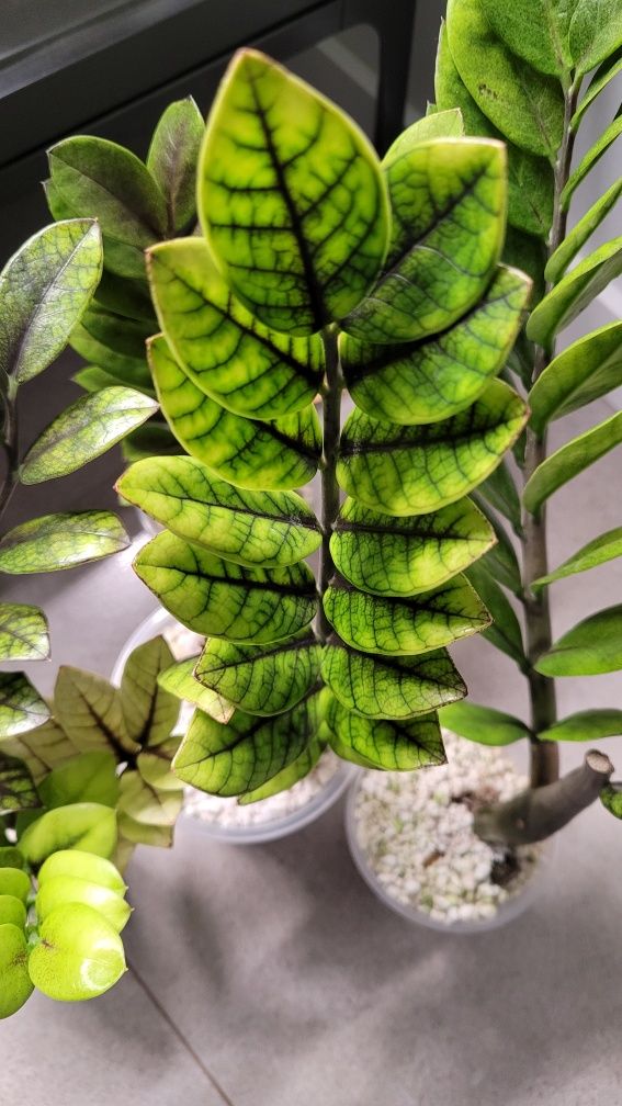Zamioculcas Raven Emerald