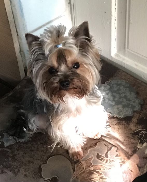 В‘язка міні йорка  1,600 кг.документи ККУ клуб Каніс