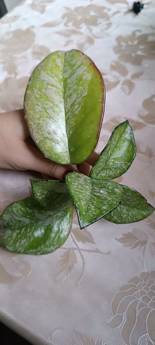 Hoya hoja Carnosa Freckles