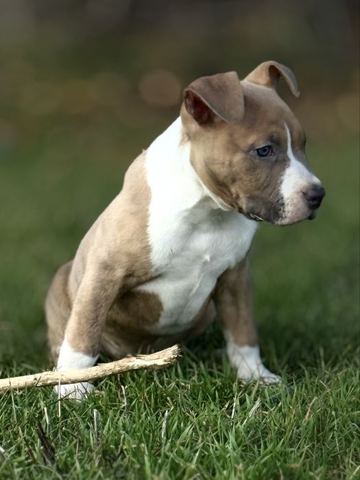 Неімовірноі краси цуценя