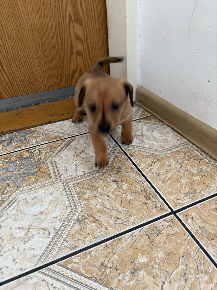 Oddam w dober ręce piesek ma 22dni mały bedzie juz sam je za darmo odd