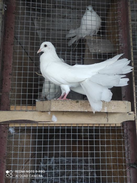 Gołębie pawiki młode