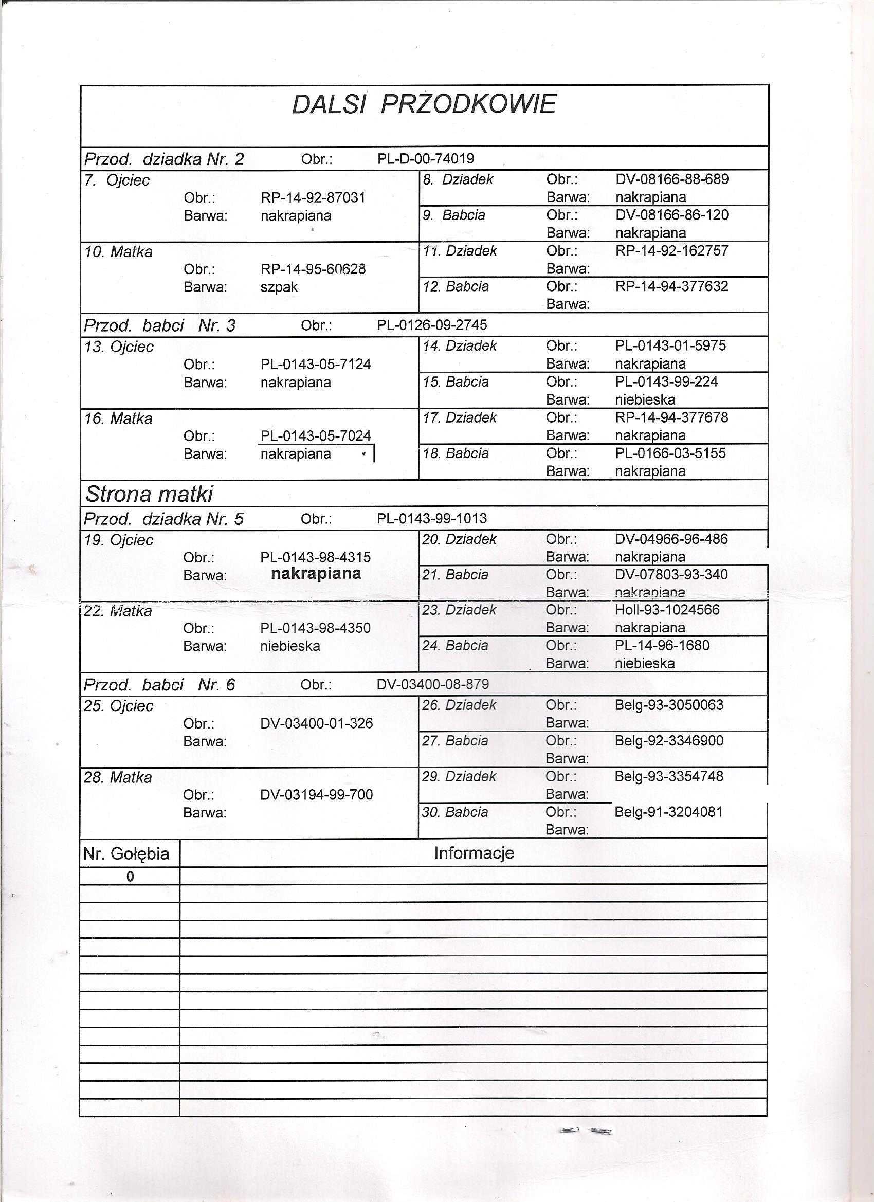Młode Para 115 Oryg A.M Wiosna Wnuk szpaka x Inb 5838 Gołębie pocztowe