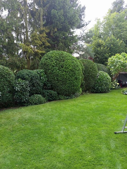 Zielony Patrol - Wycinka drzew, pielęgnacja ogrodów, koszenie trawy